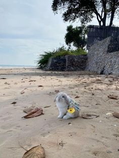 a white rabbit sitting on top of a sandy beach