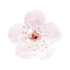 a white and pink flower on a white background