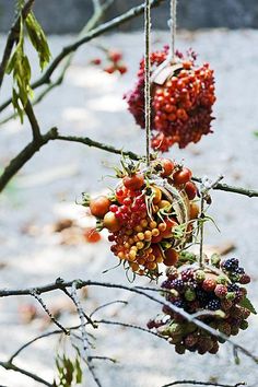 some berries hanging from a tree branch