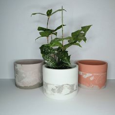 three pots with plants in them sitting on a table