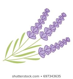 lavender flowers with green stems on a white background