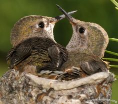 two small birds sitting on top of a tree branch next to each other with their beaks touching