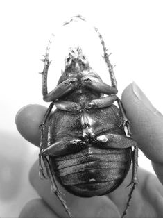 a black and white photo of a bug in the palm of someone's hand