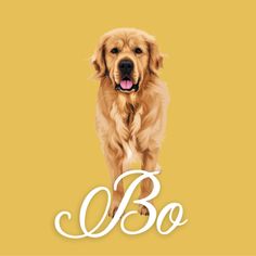 a golden retriever dog on a yellow background with the words bo