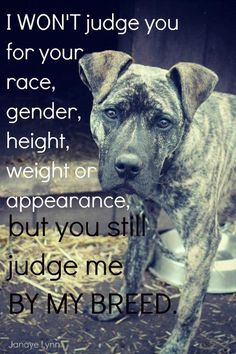 a dog standing next to a bowl with the words i won't judge you for your race, gender, height, weight or appearance but you still judge me by my breed