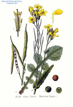 an illustration of yellow flowers and leaves