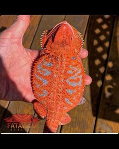 an orange and blue chamelon sitting on top of a wooden table next to a hand