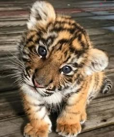 a small tiger cub sitting on top of a wooden floor