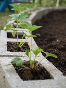 some plants are growing out of concrete blocks in the garden with dirt and mulch