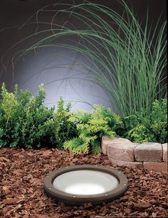 there is a dog bowl in the ground next to some plants and rocks on the ground