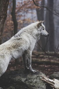 a white wolf standing on top of a rock in the rain