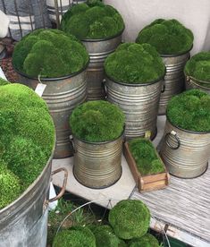 several metal buckets filled with green moss