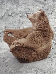 a large brown bear sitting on top of a rock