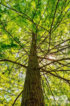 looking up at the top of a tall tree with green leaves on it's branches