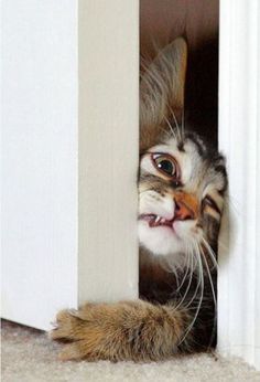 a black and white photo of a cat peeking out from behind a wall with it's head sticking out