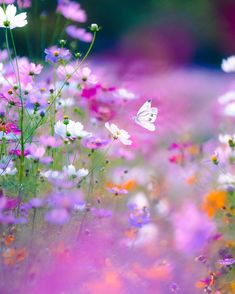 a field full of flowers with a butterfly flying over them