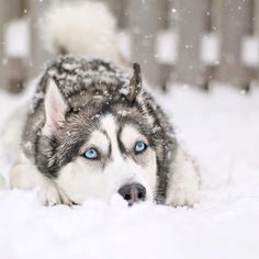 a husky dog with blue eyes laying in the snow