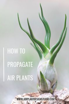 a plant with the words how to propagate air plants on it's side