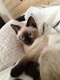 a siamese cat laying on top of a bed