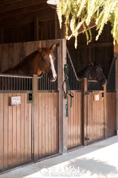 two horses are standing in their stalls looking over the gated area that is made of wood