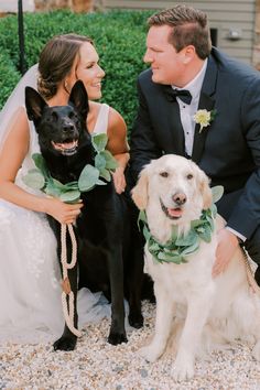 a bride and groom pose with their dogs