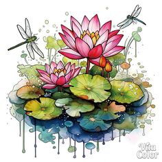 water lilies and dragonflies are floating in the pond