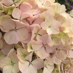 pink and white flowers with green leaves in the background