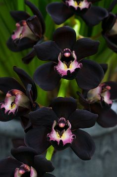 black orchids with pink and white petals in a pot