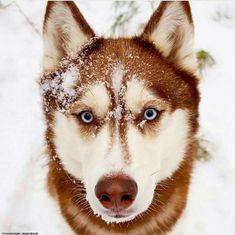 a brown and white husky dog with blue eyes in the snow looking at the camera