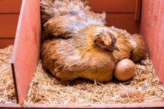 a brown chicken laying in a red box with hay and an egg on it's side