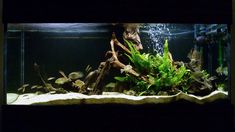 an aquarium filled with lots of green plants