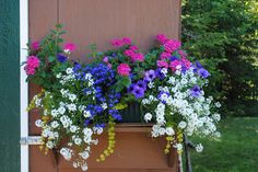 a window box filled with lots of flowers