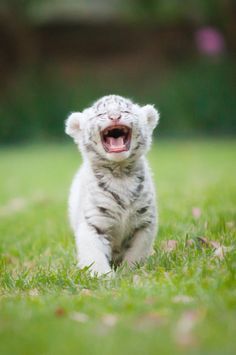 a white tiger cub yawns in the grass