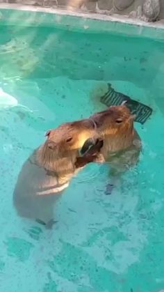 a beaver swimming in the water with its mouth open