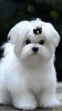 a small white dog with a bow on it's head