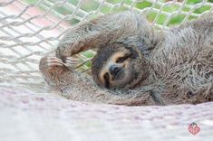 a brown and black sloth laying in a hammock