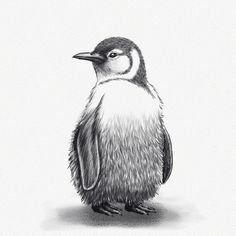 a black and white drawing of a penguin standing on one leg with its head turned to the side