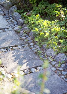 a stone path with plants growing on it