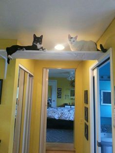 two cats sitting on top of a shelf above a bed in a room with yellow walls