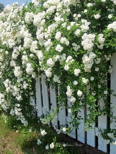 white flowers growing on the side of a fence