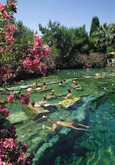 people are swimming in the water near some pink flowers and trees with green leaves on them