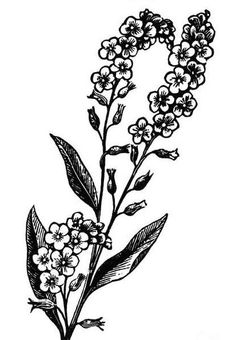 Roommate Tattoo, Botanical Tattoo Sleeve, Hawthorne Flower, Flowers Of The Month, Floral Stencils, Forget Me Not Tattoo, Window Paintings, Tattoo Black And White, Ideas For Flowers