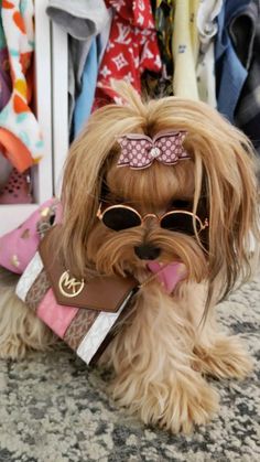 a small dog wearing sunglasses and a pink bow on it's head sitting in front of clothing racks