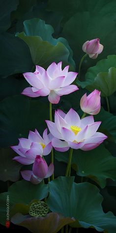 black and white photograph of flowers with the words, life must go on in thai