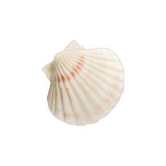 a sea shell on a white background