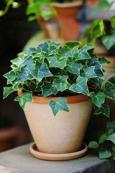 a potted plant with green leaves sitting on a ledge in front of other plants