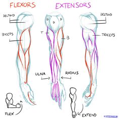 the muscles are labeled in red and blue, with text above them that says flexors