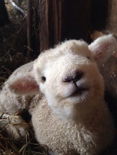 a small white sheep laying in hay next to a wooden pole and fence with its eyes closed