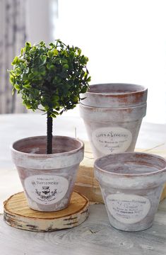 three potted plants sitting on top of a piece of wood next to each other