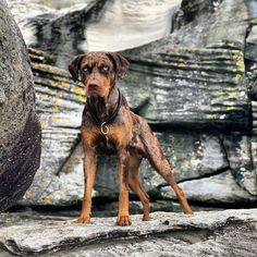 a brown dog standing on top of a rock